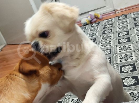 Pekines Erkek görsel