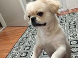 Pekines Erkek