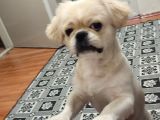 Pekines Erkek