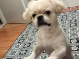 Pekines Erkek