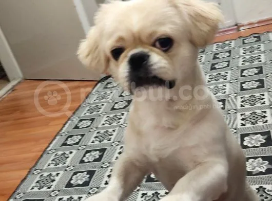 Pekines Erkek