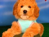 @Yavrupatiler Den Safkan Toy Poodle Apricot Yavru Oğlumuz Melon