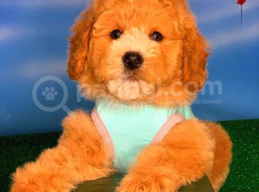 @Yavrupatiler Den Safkan Toy Poodle Apricot Yavru Oğlumuz Melon görsel