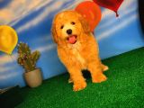 @Yavrupatiler Den Safkan Toy Poodle Apricot Yavru Oğlumuz Melon