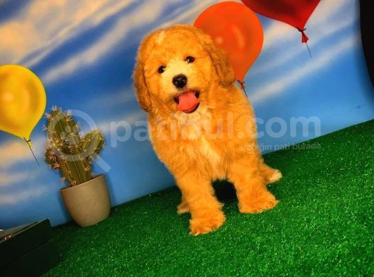 @Yavrupatiler Den Safkan Toy Poodle Apricot Yavru Oğlumuz Melon görsel