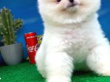 Safkan Pomeranian Boo Yavru Oğlumuz Papiş