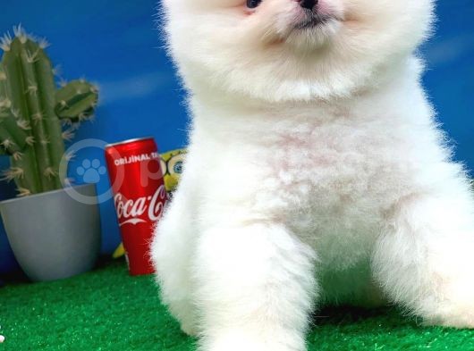 Safkan Pomeranian Boo Yavru Oğlumuz Papiş görsel