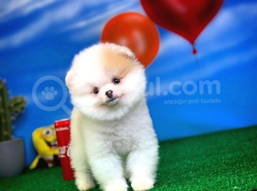 Safkan Pomeranian Boo Yavru Oğlumuz Papiş görsel