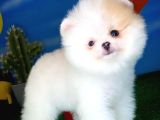 Safkan Pomeranian Boo Yavru Oğlumuz Papiş