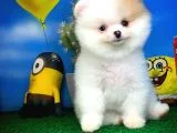 Safkan Pomeranian Boo Yavru Oğlumuz Papiş