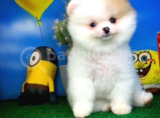 Safkan Pomeranian Boo Yavru Oğlumuz Papiş görsel