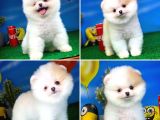 Safkan Pomeranian Boo Yavru Oğlumuz Papiş