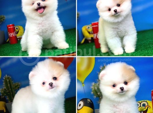Safkan Pomeranian Boo Yavru Oğlumuz Papiş görsel