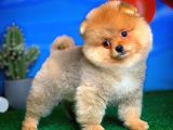 Safkan Pomeranian Boo Yavru Oğlumuz Minik