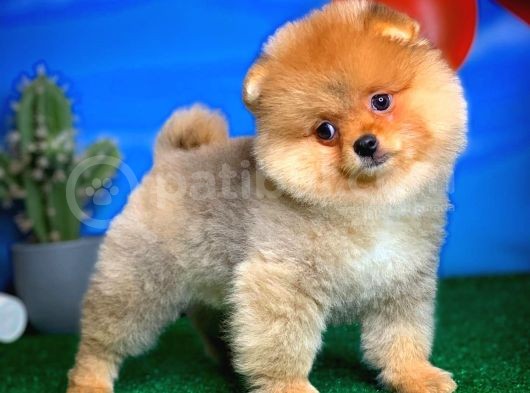 Safkan Pomeranian Boo Yavru Oğlumuz Minik görsel