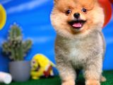 Safkan Pomeranian Boo Yavru Oğlumuz Minik