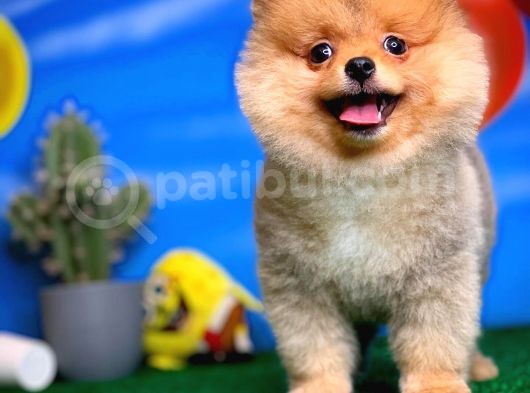 Safkan Pomeranian Boo Yavru Oğlumuz Minik görsel