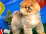 Safkan Pomeranian Boo Yavru Oğlumuz Minik