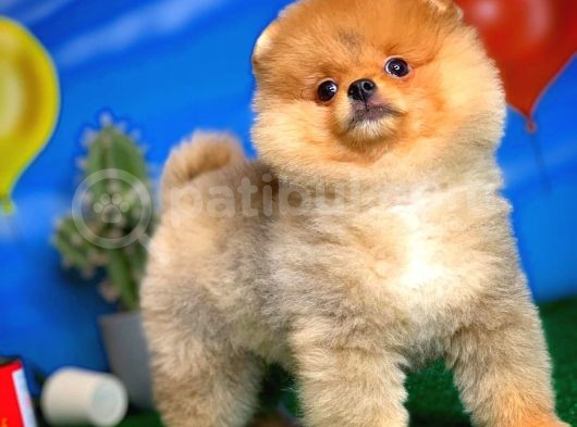 Safkan Pomeranian Boo Yavru Oğlumuz Minik görsel