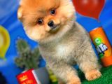 Safkan Pomeranian Boo Yavru Oğlumuz Minik