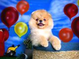 Safkan Pomeranian Boo Yavru Oğlumuz Minik