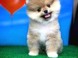Safkan Pomeranian Boo Yavru Oğlumuz Minik