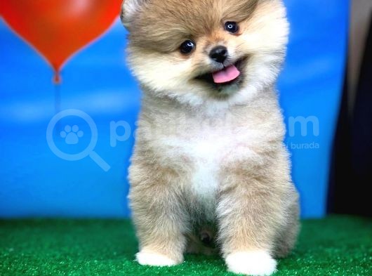 Safkan Pomeranian Boo Yavru Oğlumuz Minik görsel