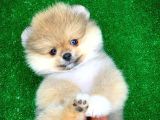 Safkan Pomeranian Boo Yavru Oğlumuz Minik