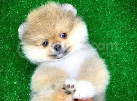 Safkan Pomeranian Boo Yavru Oğlumuz Minik görsel