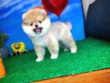 Safkan Pomeranian Boo Yavru Oğlumuz Minik