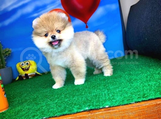 Safkan Pomeranian Boo Yavru Oğlumuz Minik görsel