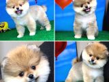 Safkan Pomeranian Boo Yavru Oğlumuz Minik