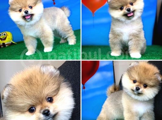 Safkan Pomeranian Boo Yavru Oğlumuz Minik görsel