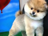 Safkan Pomeranian Boo Yavru Oğlumuz Minik
