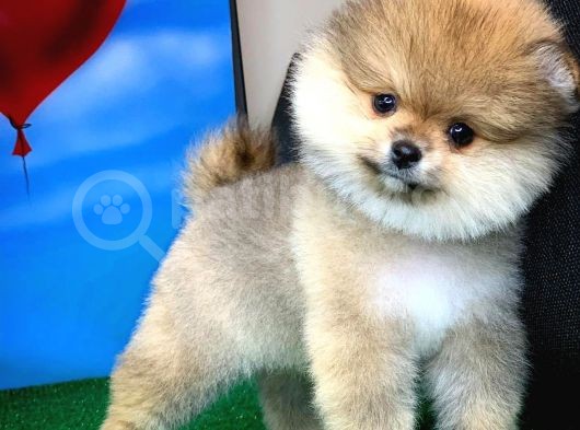 Safkan Pomeranian Boo Yavru Oğlumuz Minik görsel