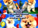 Safkan Pomeranian Boo Yavru Oğlumuz Minik