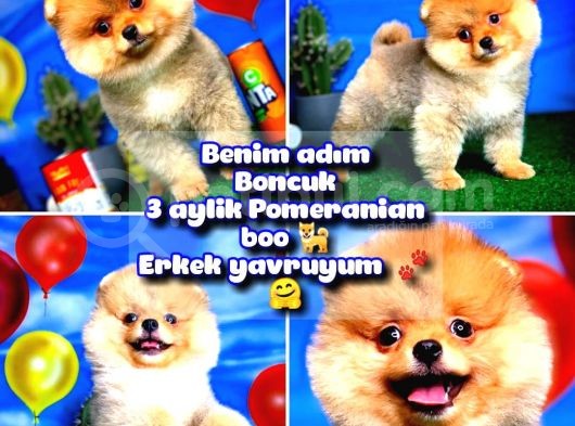 Safkan Pomeranian Boo Yavru Oğlumuz Minik görsel