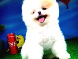 Safkan Pomeranian Boo Yavru Oğlumuz Papiş