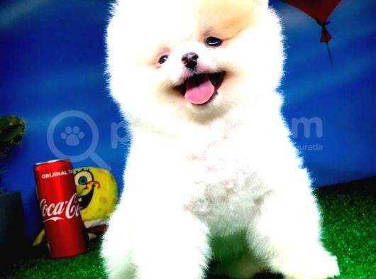Safkan Pomeranian Boo Yavru Oğlumuz Papiş görsel
