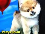 Safkan Pomeranian Boo Yavru Oğlumuz Minik