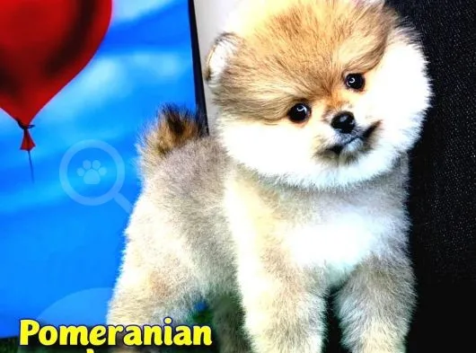 Safkan Pomeranian Boo Yavru Oğlumuz Minik