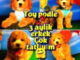 @Yavrupatiler Den Safkan Toy Poodle Apricot Yavru Oğlumuz Melon