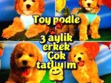 @yavrupatiler Den Safkan Toy Poodle Apricot Yavru Oğlumuz Melon