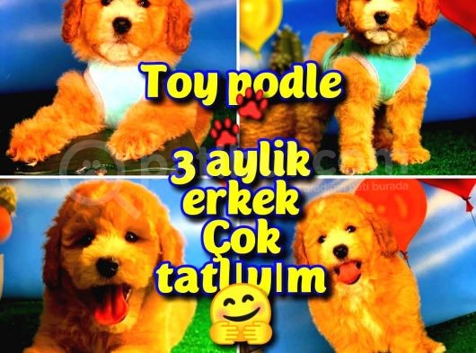 @Yavrupatiler Den Safkan Toy Poodle Apricot Yavru Oğlumuz Melon görsel