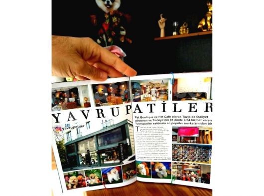 @Yavrupatiler Den Safkan Toy Poodle Apricot Yavru Oğlumuz Melon görsel