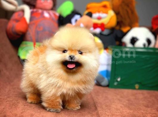 Birbirinden Güzel Sıfır Burun Teddyface Pomeranian Boo görsel