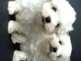Maltese  Yavruları