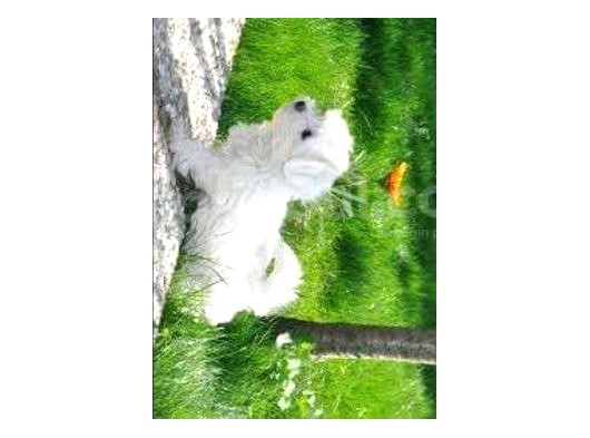 Maltese  Yavruları görsel