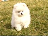 Muhteşem Güzellikte Safkan Kar Beyaz Pomeranian Boo