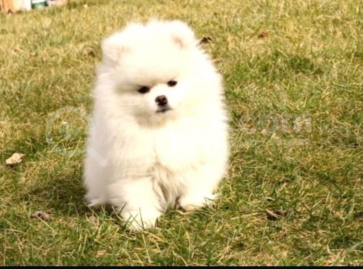 Muhteşem Güzellikte Safkan Kar Beyaz Pomeranian Boo görsel